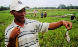 Nông dân Quảng Nam làm đủ cách để đuổi chuột cứu lúa nhưng không xuể.