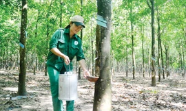 Chị Lê Thị An bên vườn cao su được giao chăm sóc và lấy mủ. Ảnh: NVCC.