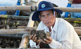 Hàu giống tự nhiên cho chất lượng cao.