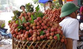 Tìm hướng xuất khẩu vải thiều qua biên giới