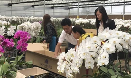 Người trồng hoa Đà Lạt được mùa hoa tết.