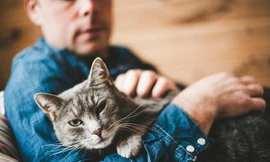 Chú mèo được vô số người trên thế giới ủng hộ