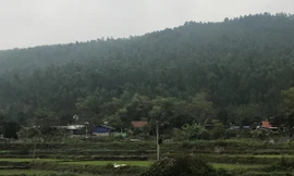 Vụ xóa sổ rừng phòng hộ để xây nghĩa trang: Sẽ dừng dự án để xem xét