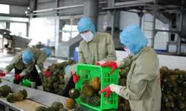 Ngành rau quả có nhiều lợi thế hướng mục tiêu đạt kim ngạch xuất khẩu chục tỷ USD. Ảnh: Bình Phương.