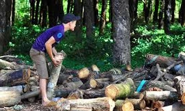 Doanh nghiệp Trung Quốc ồ ạt mua gỗ cao su