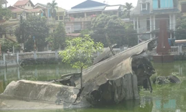 Cây mọc trong xác B52