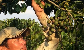 dự án trồng mắc ca tại Lâm Đồng sẽ dao động quanh mức 22.000 ha