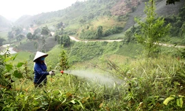Chất diệt cỏ cực độc: Không cho sử dụng sao vẫn nhập?