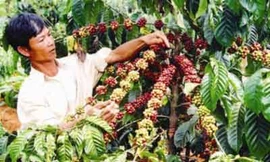 Giá cà phê tăng gần 12.000 đồng/kg trong năm qua