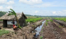 Sẽ cấp “sổ đỏ” đất rừng U Minh Hạ