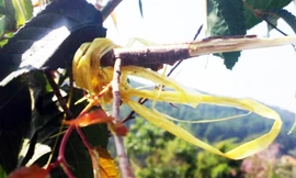 Dấu tích cành mai anh đào bị bẻ ở hồ Tuyền Lâm.