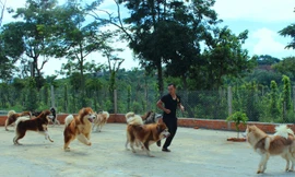 Sân chơi dành cho chó.