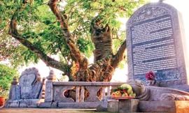 Cây quếch cổ thụ gần nghìn năm tuổi vẫn toả bóng mát cho đến ngày nay.