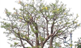 Cây mai cổ thụ chơi Tết giá 3 tỷ đồng ở Đà Nẵng