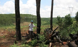 Rừng thông bị chặt phá để lấy đất sản xuất tại dự án của Công ty Nguyên Vũ.