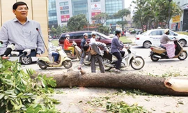 Phó Chủ tịch UBND TP Hà Nội Nguyễn Quốc Hùng trong cuộc họp báo (ảnh nhỏ). Cây bị chặt hạ trên đường Nguyễn Chí Thanh (ảnh lớn). Ảnh: Hồng vĩnh - Như Ý.