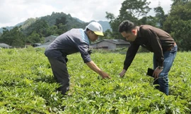 Anh Nghì (người đội mũ) trên cánh đồng đương quy của gia đình.