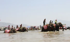 Voi thi chạy dưới nước.