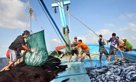 1 năm sau sự cố môi trường, khai thác thủy sản tăng khá