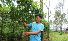 Xen canh cây trồng là hướng đi bền vững của anh Dần.