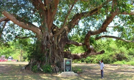 Già Y Vế Liêng bên cây đa cổ thụ.