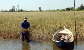 Đồng bằng sông Cửu Long, vựa lúa của Việt Nam, đang phải đối mặt nhiều thách thức lớn về môi trường và an ninh lương thực. Ảnh: TGTT.