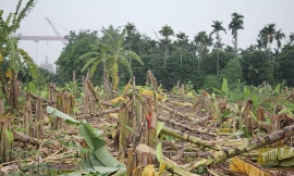 Vụ chặt phá 2.000 cây chuối ở Hải Phòng: UBND huyện Thủy Nguyên chỉ đạo xác minh làm rõ