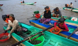 Người dân nghèo bám bãi bồi tìm kế sinh nhai.