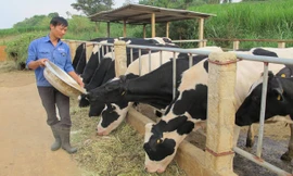 Bò sữa Mộc Châu tuân thủ quy trình chăm sóc để có chất lượng sữa tốt nhất.