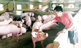 Anh Đỗ Quốc Gia, thôn Đan Nhiễm, thị trấn Văn Giang (Văn Giang, Hưng Yên) ngậm ngùi nhìn đàn lợn đến kỳ xuất chuồng. Ảnh: Bình Phương.