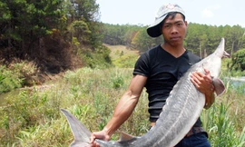 Cil Múp Ha Quyên và con cá tầm 'dựng chuyện'