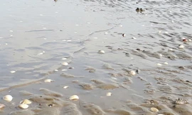 Chưa rõ nguyên nhân nghêu, cá chết hàng loạt tại Kiên Giang