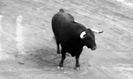 Bồ Đào Nha bác bỏ dự luật cấm nghề đấu bò