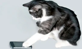 Chó mèo gây thiệt hại 2,1 tỷ euro cho châu Âu