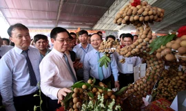 Nhãn lồng từ xưa đã là sản vật tiến vua. Ảnh: TC.