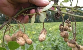 Huyện cấp giống giả cho xã nghèo