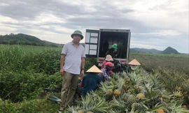 Thu gom dứa của nông dân tại Nông trường Hà Trung ra Hà Nội tiêu thụ. Ảnh: Bảo An.
