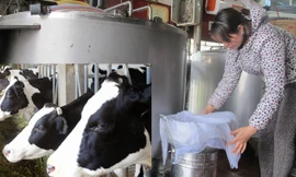 Nhiều hộ nông dân chán nản muốn bán đàn bò.