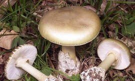 Ăn nấm rừng, 3 người ngộ độc