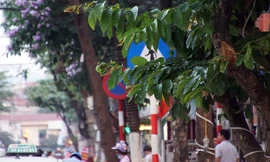 Đèn tín hiệu bị che khuất, lỗi ở nhiều nút giao thông