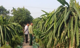 Nhờ vốn vay của NHCSXH gia đình ông Nguyễn Đức Vượng ở xóm 3, xã Kim Mỹ (Kim Sơn, Ninh Bình) đã trở thành hộ có kinh tế khá.