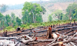 Nhiều cánh rừng tự nhiên ở Đắk Nông bị tàn phá lấy đất sản xuất.