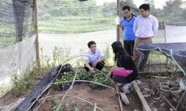 Với nhiều mô hình phát triển kinh tế hiệu quả, nhưng Trần Sỹ Trung (bìa trái), PCT xã Quế Sơn (Sơn Động, Bắc Giang) cũng băn khoăn “đầu ra” khi kết thúc Dự án. Ảnh: Xuân Tùng.