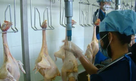 Một cơ sở giết mổ gia cầm tại tỉnh Đồng Nai hoạt động cầm chừng vì sản lượng tiêu thụ giảm sút. Ảnh: Mạnh Thắng.