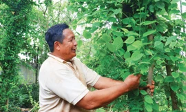 Niềm vui chăm cây thuốc quý.