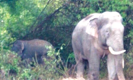 Lập hàng rào điện lên đến 14.000 vôn, voi - người chung sống hòa bình