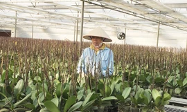 Mô hình trồng lan Hồ Điệp công nghệ cao tại Viện nghiên cứu Rau quả. Ảnh: Nghiêm Huê.