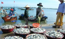 Tiếp tục dừng khai thác hải sản vùng đáy ở 4 tỉnh miền Trung