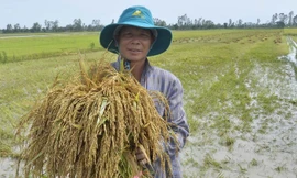 Người nông dân vất vả làm ra lúa nhưng ngày càng nghèo đi. Ảnh: Hòa Hội.