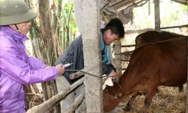 Chi cục Thú y Quảng Trị tổ chức tiêm phòng cho gia súc bị dịch bệnh. Ảnh: Báo Nông nghiệp.